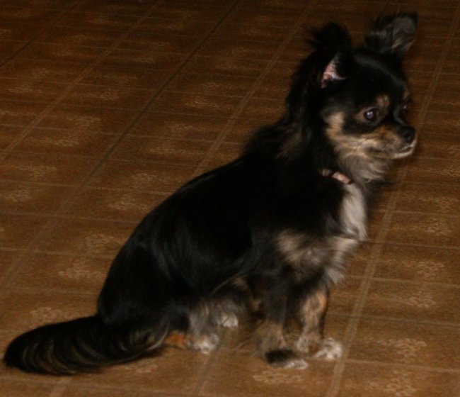 Sophia
